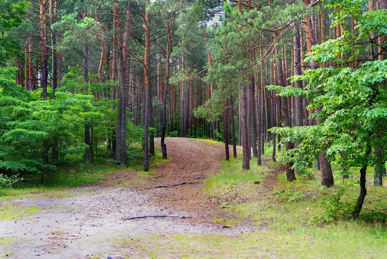 A sandy trail winding through a tall pine forest