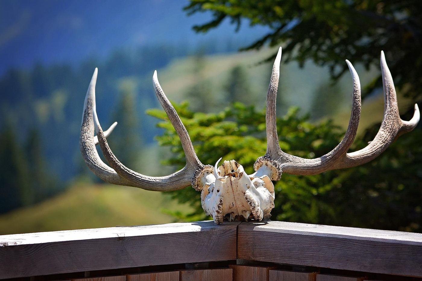 A whitetail skull and antler mount on a fence post with mountains behind